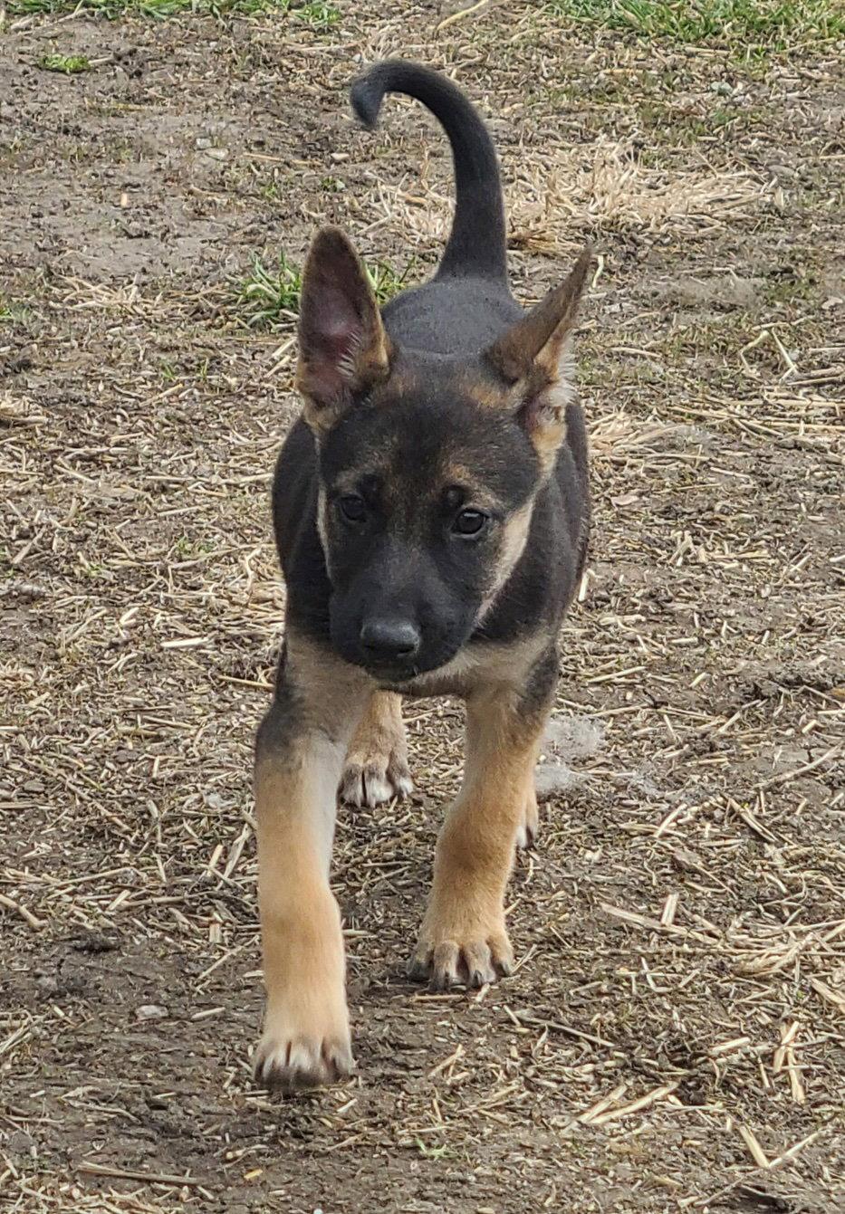 Gwendolyn CA, a Adopted Shepherd in Hillside, IL image 3/3