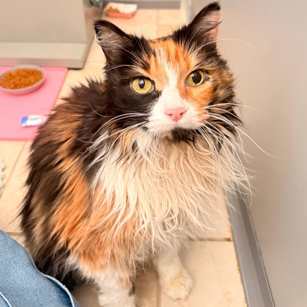 Enlarge Bailey, a Adoptable Domestic Long Hair in Ojai, CA image 1/4
