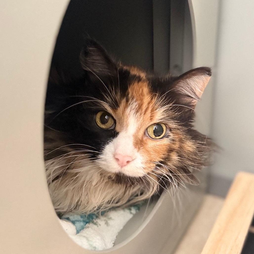Enlarge Bailey, a Adoptable Domestic Long Hair in Ojai, CA image 2/4