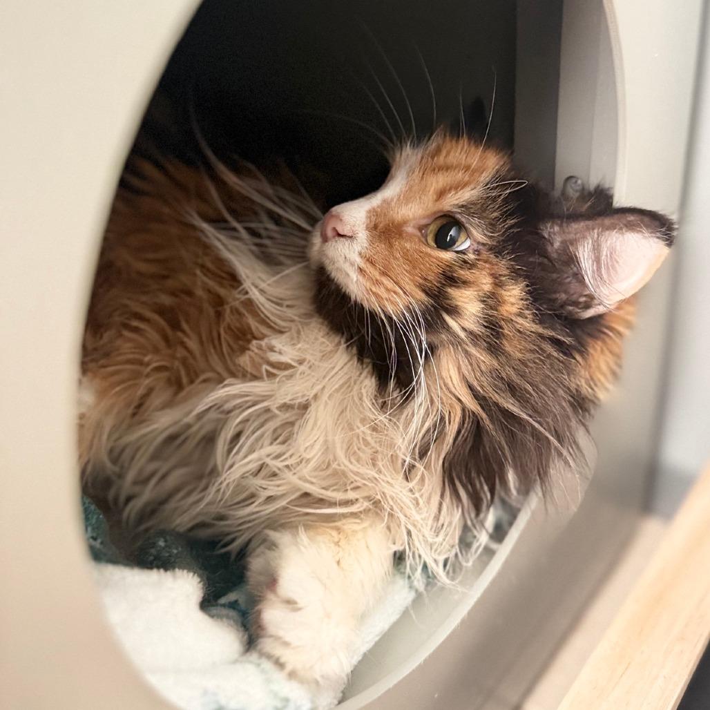 Enlarge Bailey, a Adoptable Domestic Long Hair in Ojai, CA image 3/4