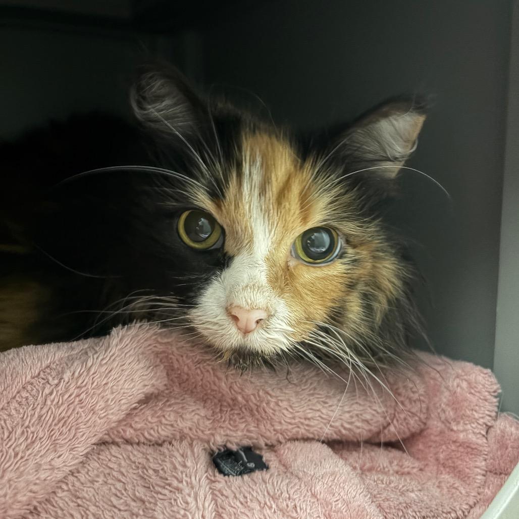 Enlarge Bailey, a Adoptable Domestic Long Hair in Ojai, CA image 4/4