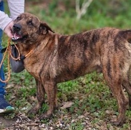 Austin, Adoptable, Adult Male Catahoula Leopard Dog.