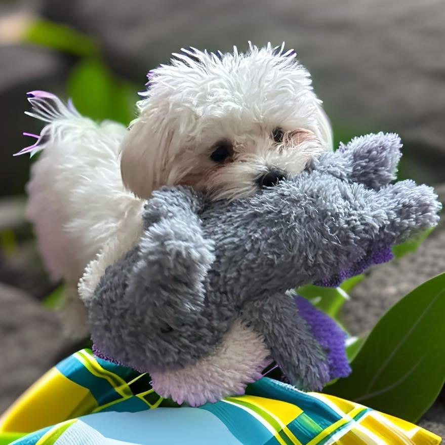 Yeti, ADOPTABLE, Young Male Maltese & Yorkshire Terrier.
