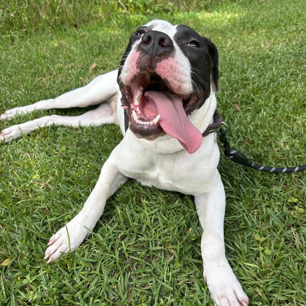 Enlarge Max, a Adoptable Mixed Breed in Jacksonville, FL image 1/6