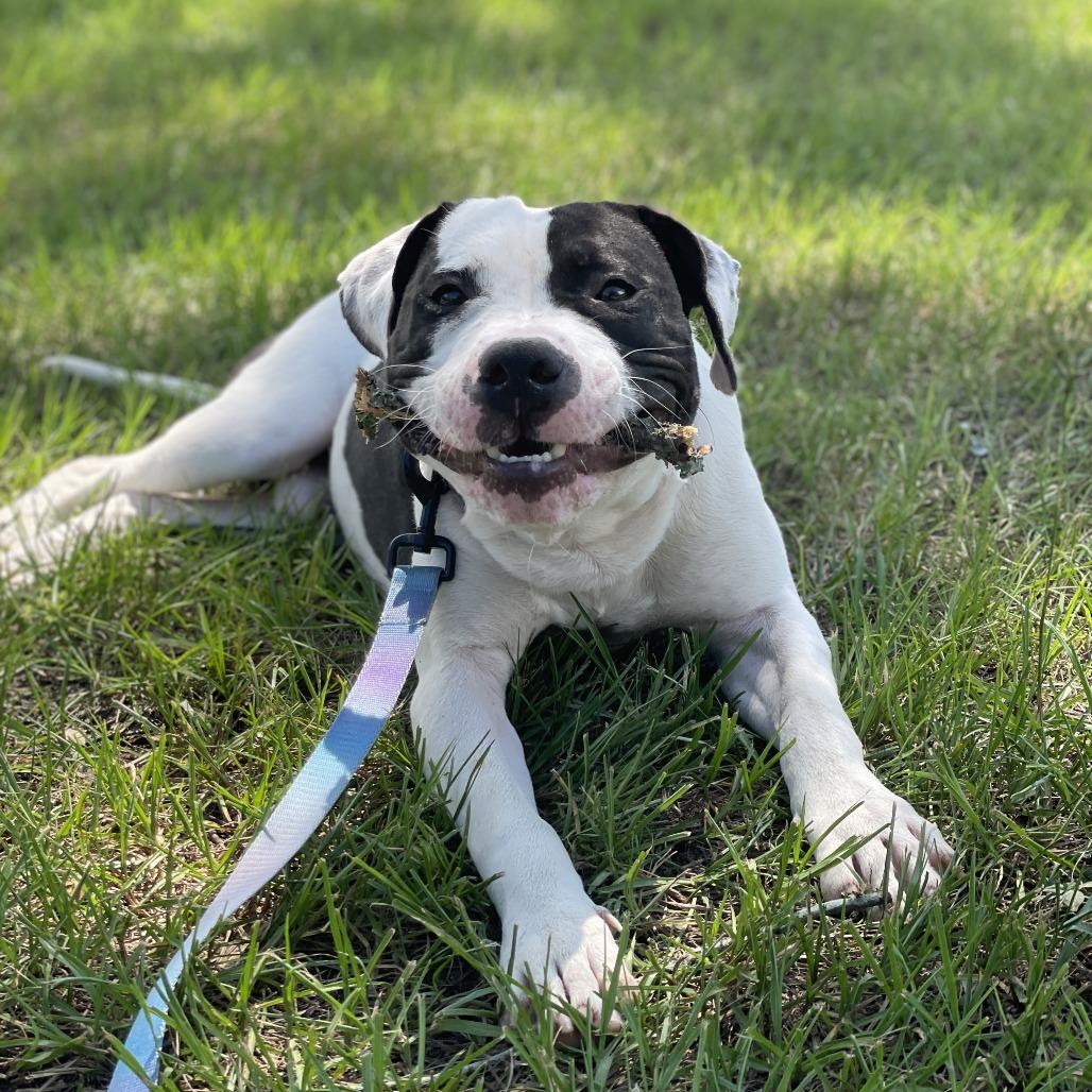 Enlarge Max, a Adoptable Mixed Breed in Jacksonville, FL image 2/6