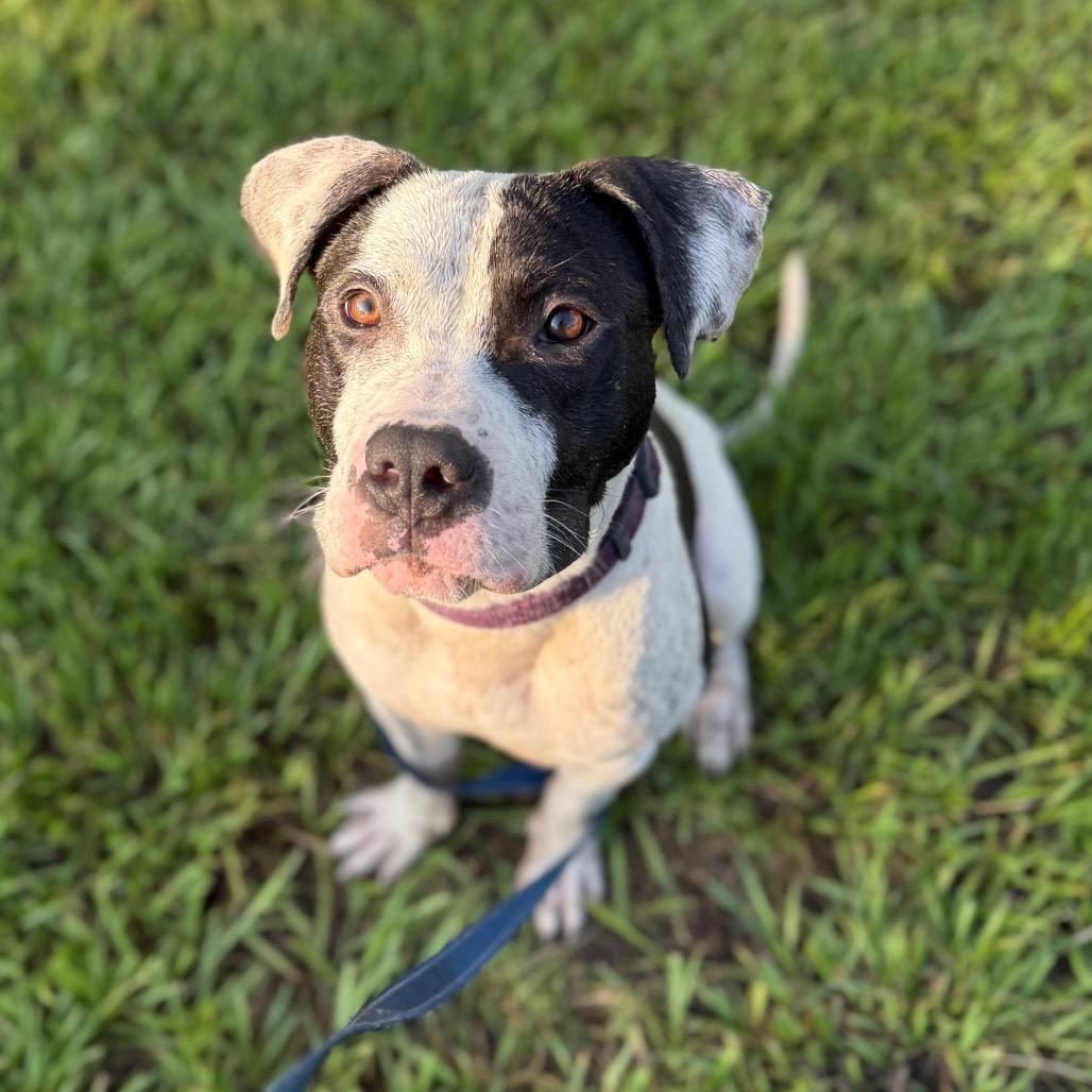 Enlarge Max, a Adoptable Mixed Breed in Jacksonville, FL image 3/6