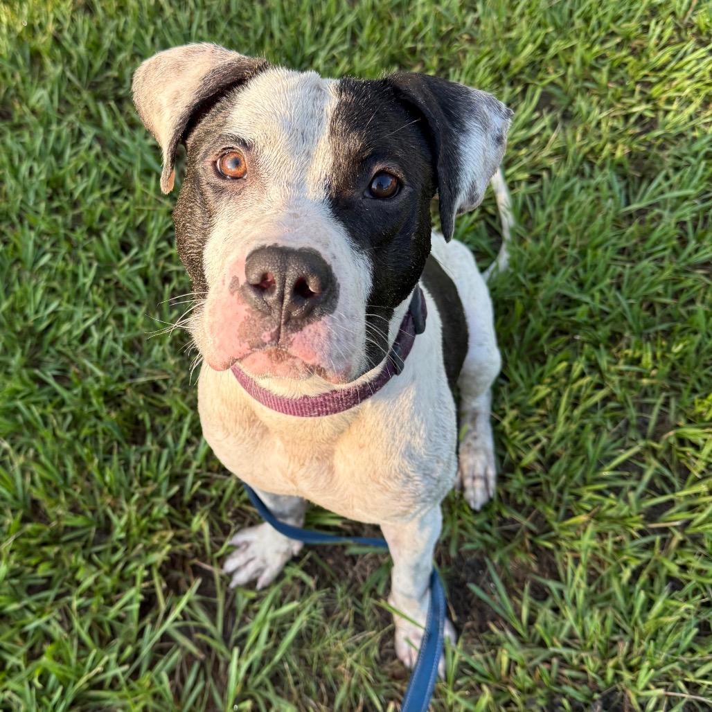 Enlarge Max, a Adoptable Mixed Breed in Jacksonville, FL image 4/6