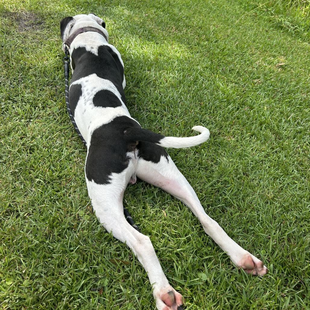 Enlarge Max, a Adoptable Mixed Breed in Jacksonville, FL image 5/6