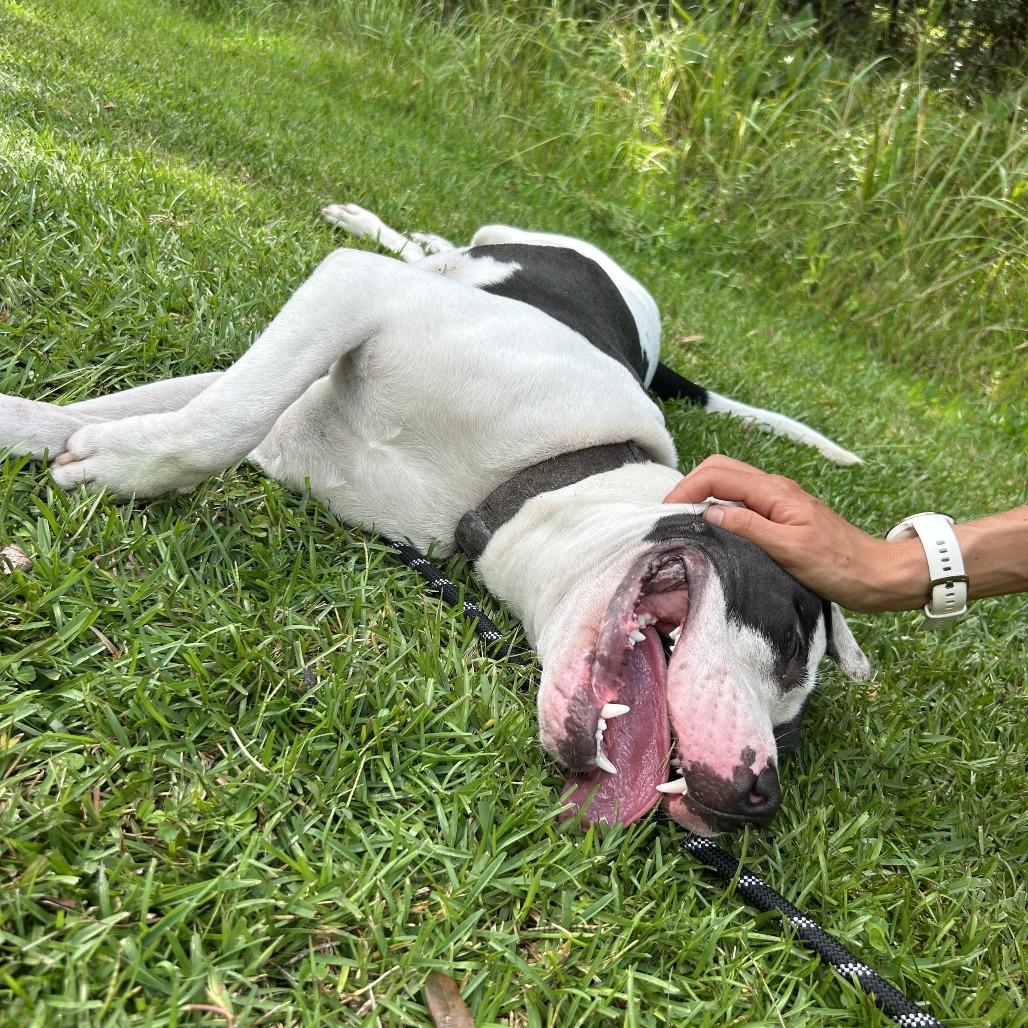 Enlarge Max, a Adoptable Mixed Breed in Jacksonville, FL image 6/6