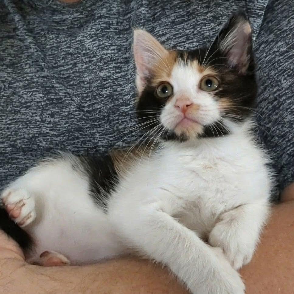 Nami, Adoptable, Kitten Female Domestic Short Hair.