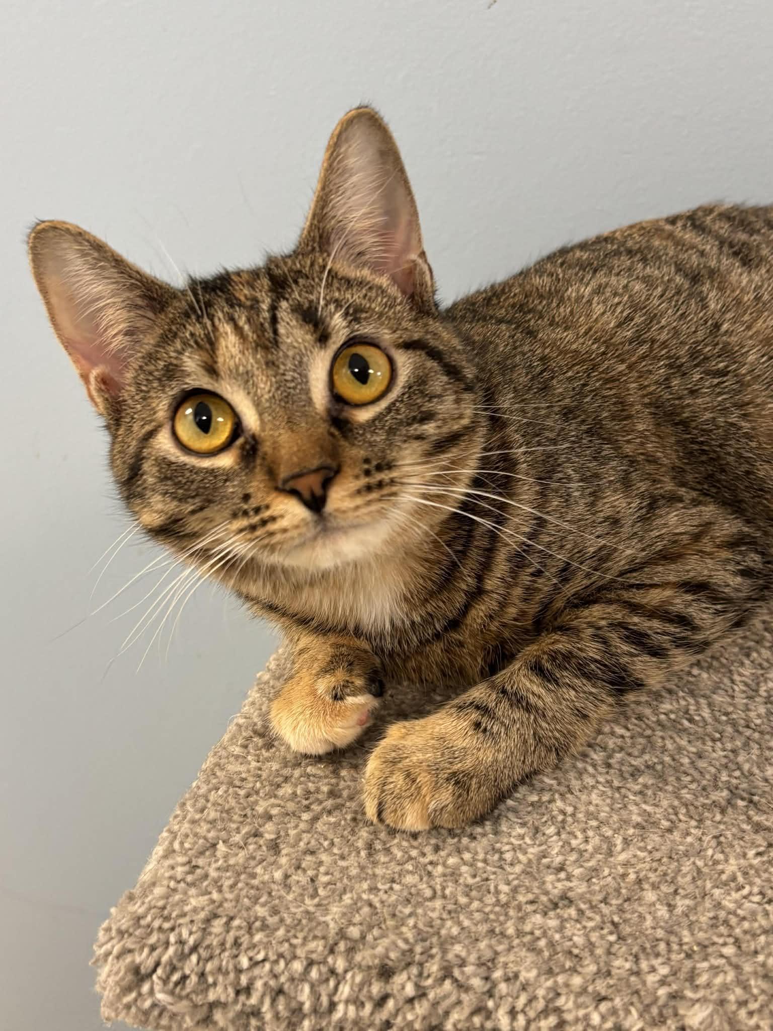 Sweet Petunia - SP, a Adopted Domestic Short Hair in Champaign, IL image 2/3