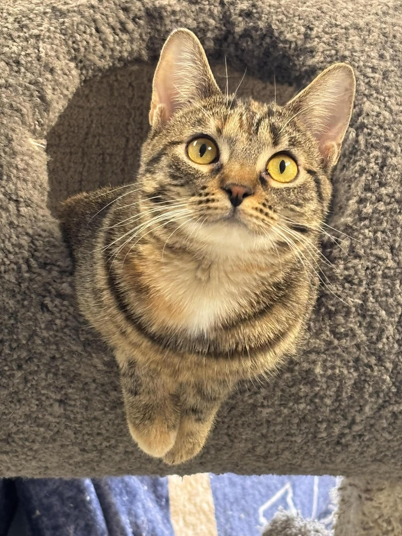 Sweet Petunia - SP, a Adopted Domestic Short Hair in Champaign, IL image 3/3