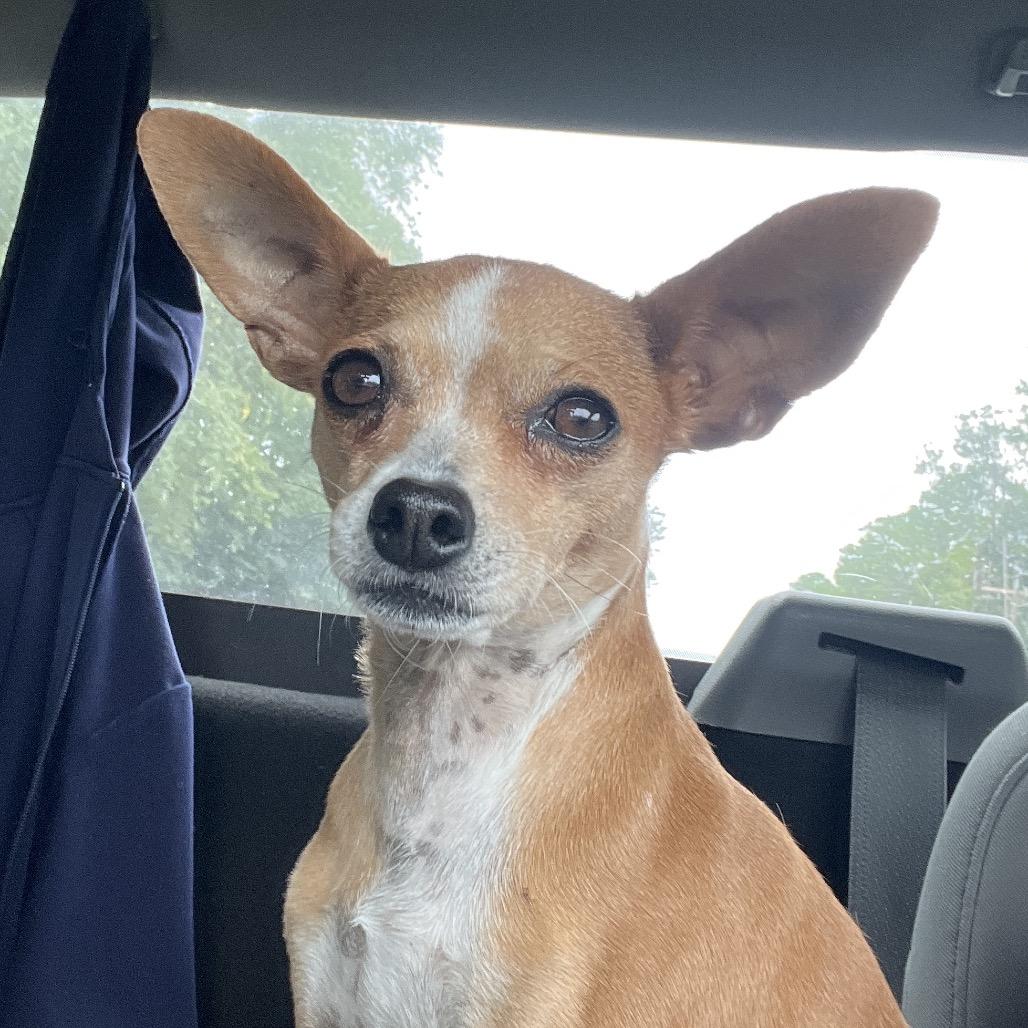 Queenie, Adoptable, Adult Female Chihuahua.