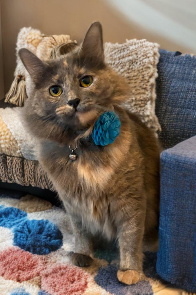 Enlarge Lavender, a Adoptable mixed breed in Houston, TX image 5/6