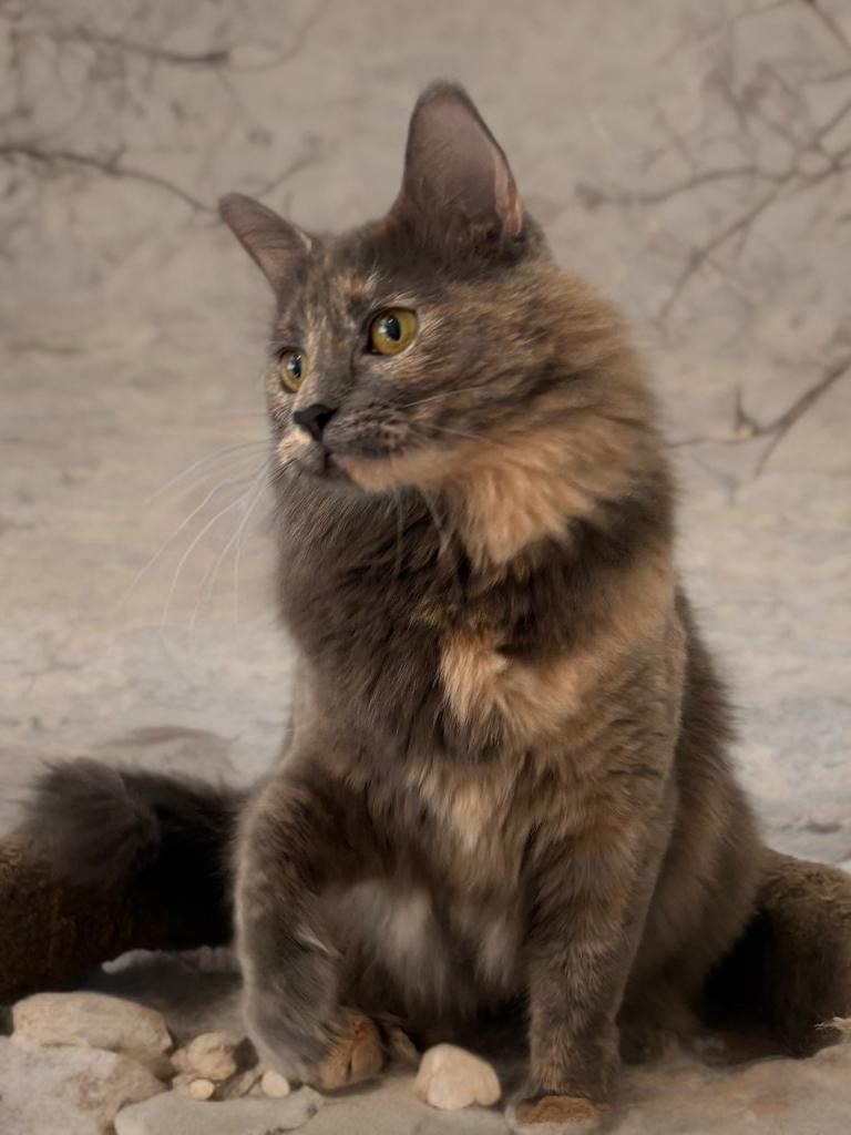 Enlarge Lavender, a Adoptable mixed breed in Houston, TX image 4/6