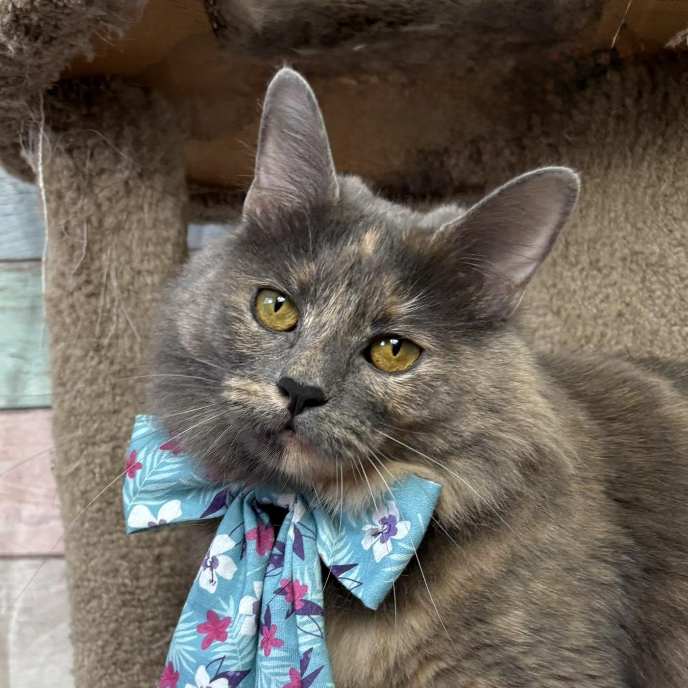 Enlarge Lavender, a Adoptable mixed breed in Houston, TX image 6/6