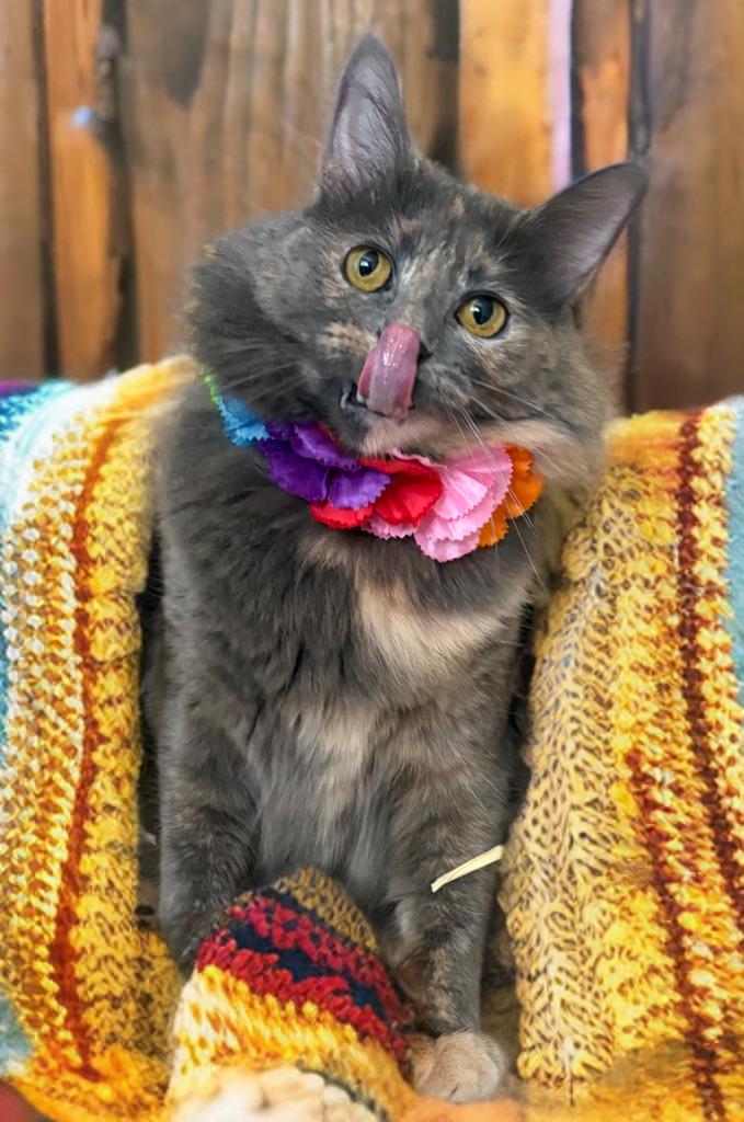 Enlarge Lavender, a Adoptable mixed breed in Houston, TX image 3/6