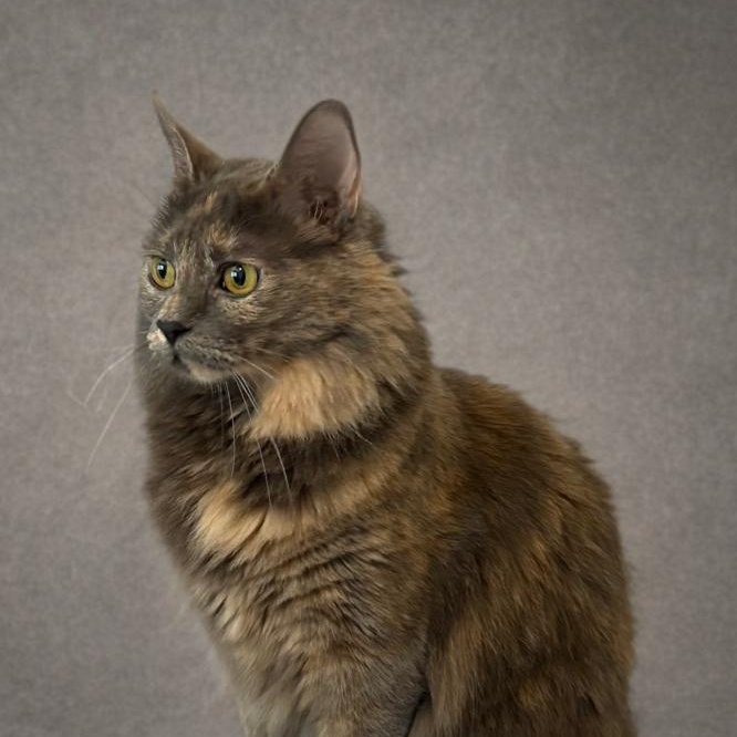 Enlarge Lavender, a Adoptable mixed breed in Houston, TX image 1/6