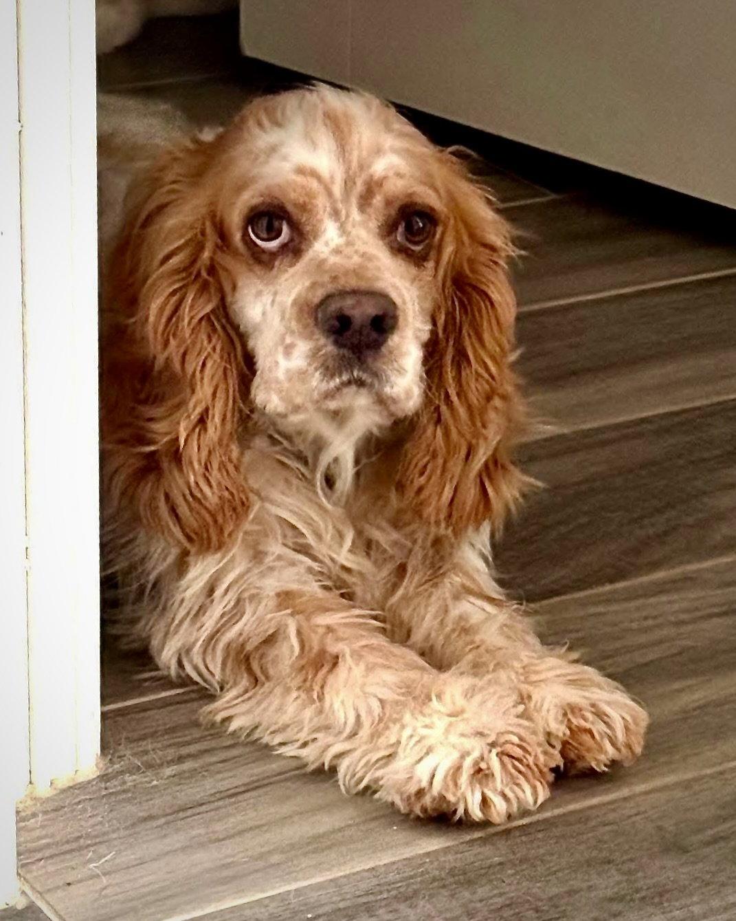 Truman, Adoptable, Young Male Cocker Spaniel.