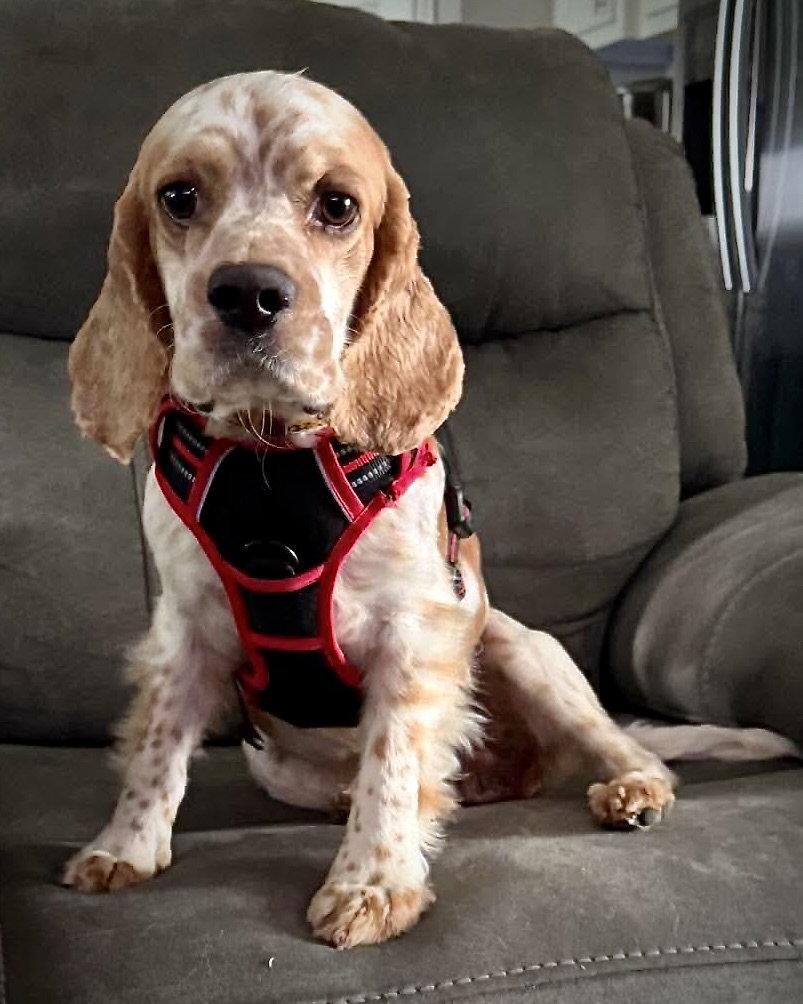Truman, a Adoptable Cocker Spaniel in Monticello, NY image 3/3