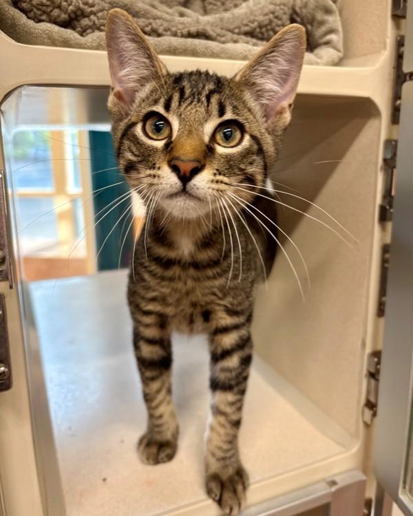 Enlarge Karate Kid, a Adoptable mixed breed in Novato, CA image 1/1