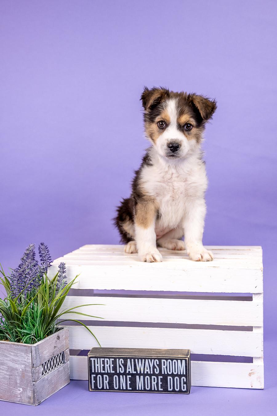 397-26, adopted, Puppy Female Australian Shepherd.