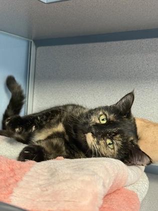 Marie Antionette, Adoptable, Adult Female Domestic Short Hair & Domestic Short Hair.