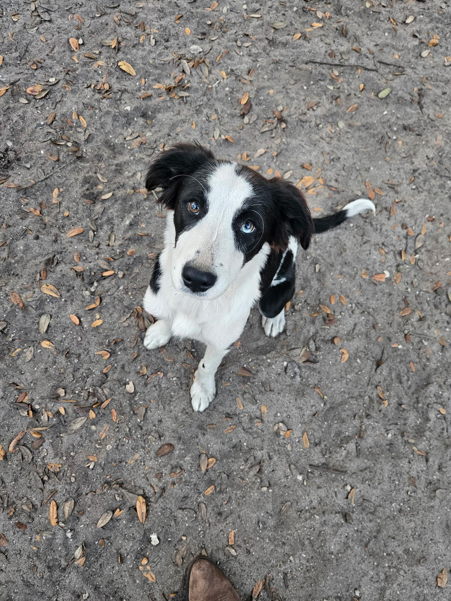 Bailee, Adopted, Puppy Female Border Collie.