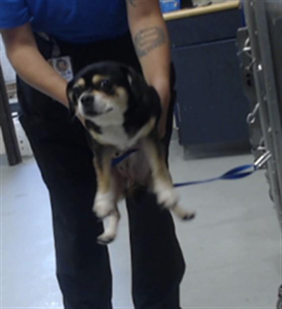 Enlarge LULU, a Adoptable mixed breed in Fayetteville, NC image 1/1