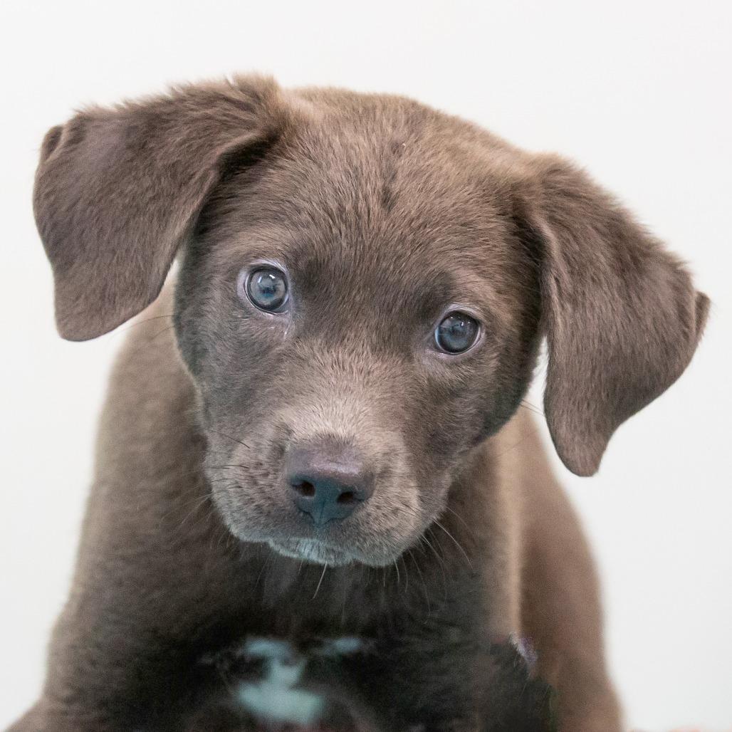 Mary Puppins, Adoptable, Puppy Female Mixed Breed.