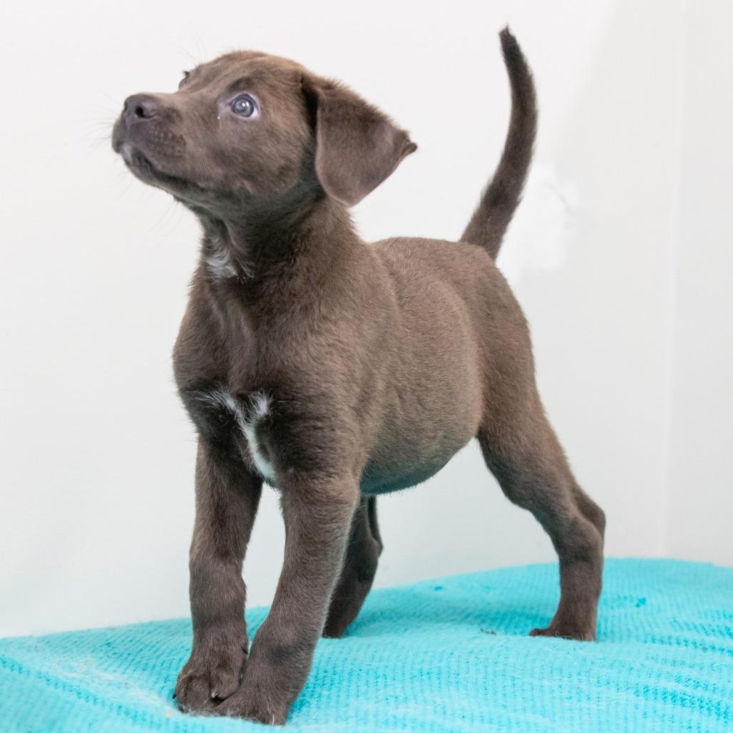Enlarge Mary Puppins, a Adoptable Mixed Breed in Cartersville, GA image 2/4