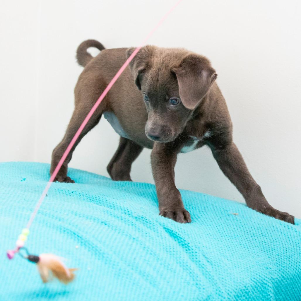 Enlarge Mary Puppins, a Adoptable Mixed Breed in Cartersville, GA image 3/4
