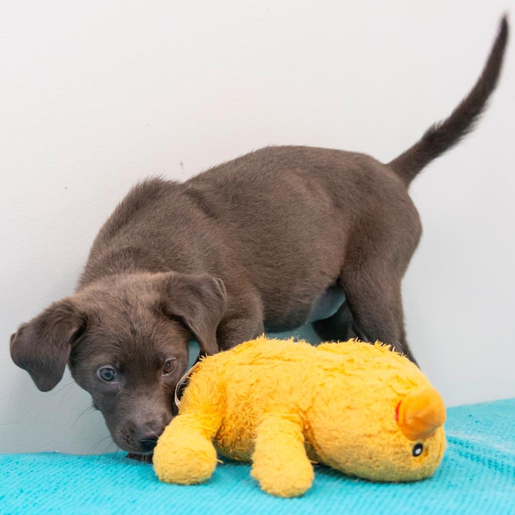 Enlarge Mary Puppins, a Adoptable Mixed Breed in Cartersville, GA image 4/4