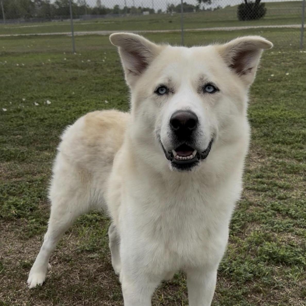 Blitz, ADOPTABLE, Adult Male Husky & Mixed Breed.