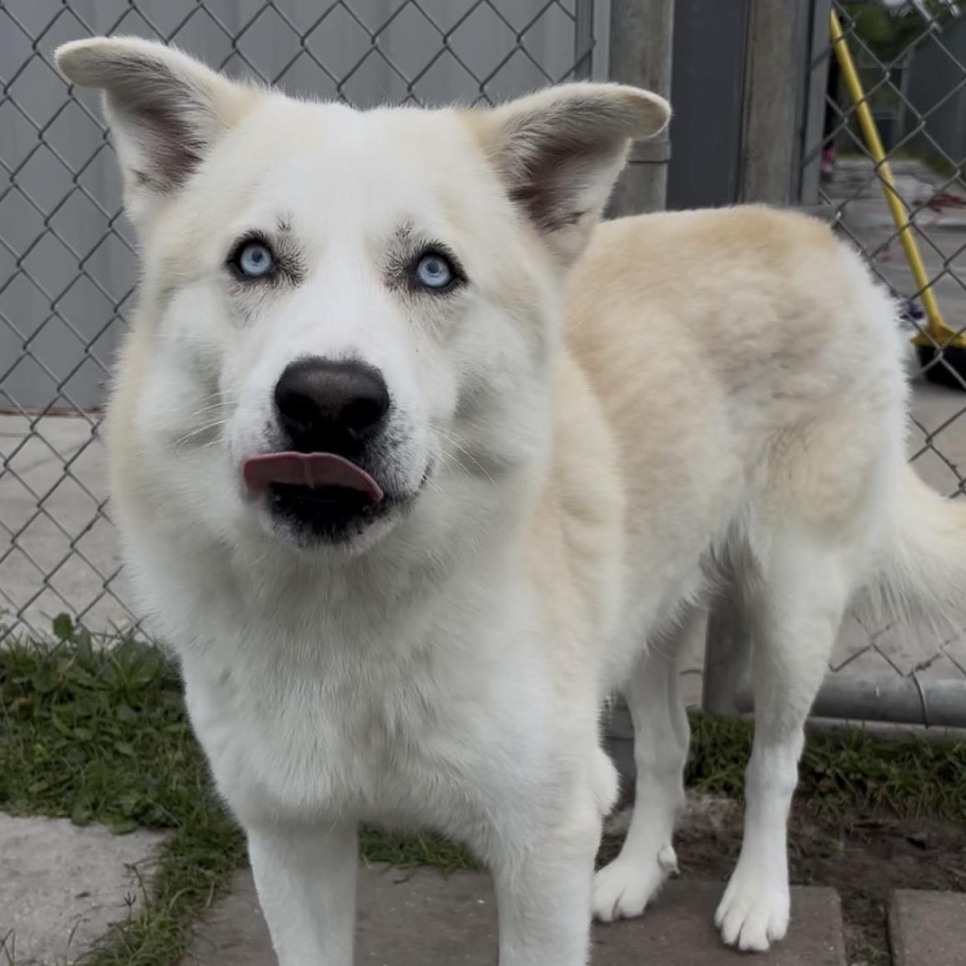 Blitz, a ADOPTABLE mixed breed in Cedarburg, WI image 2/3