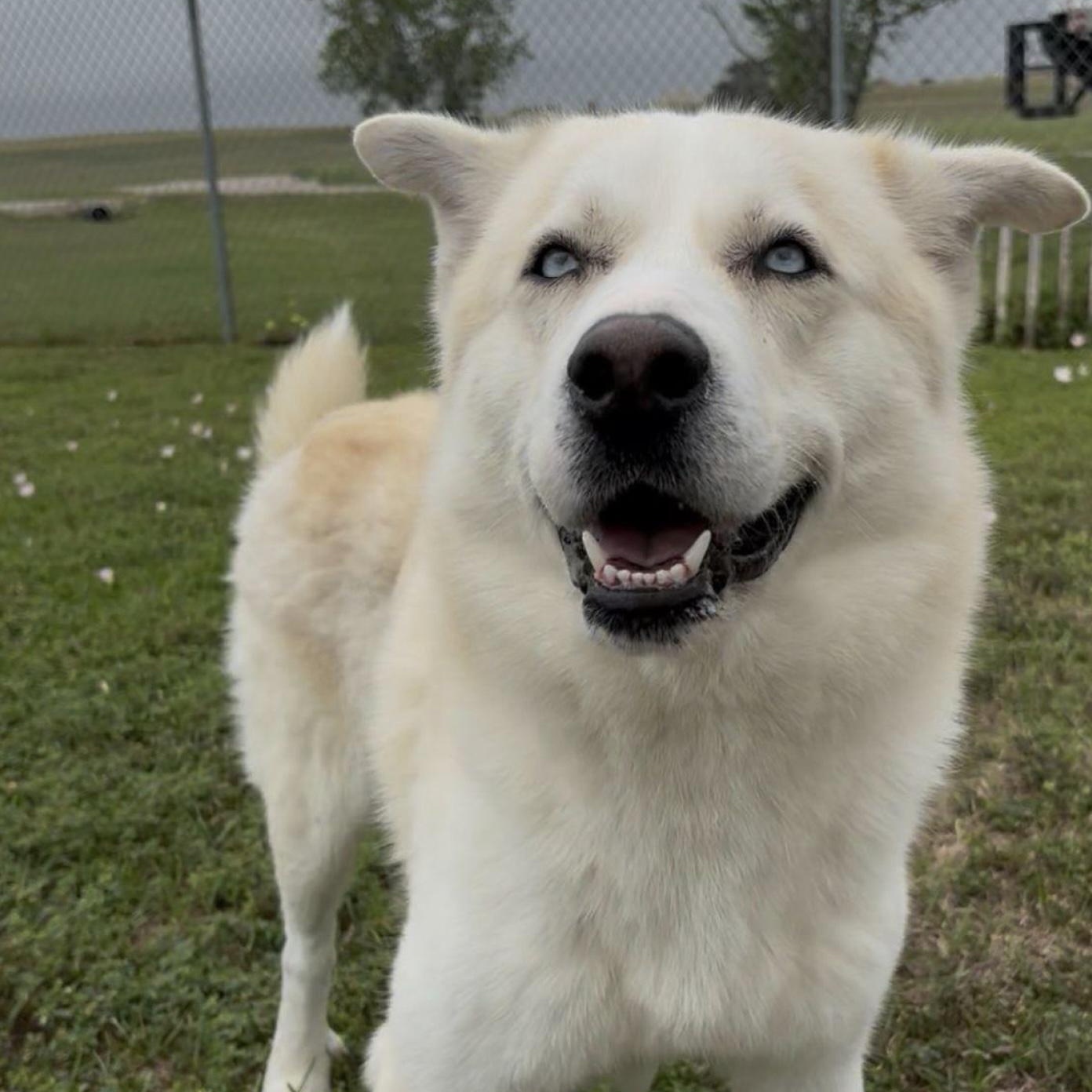 Blitz, a ADOPTABLE mixed breed in Cedarburg, WI image 3/3