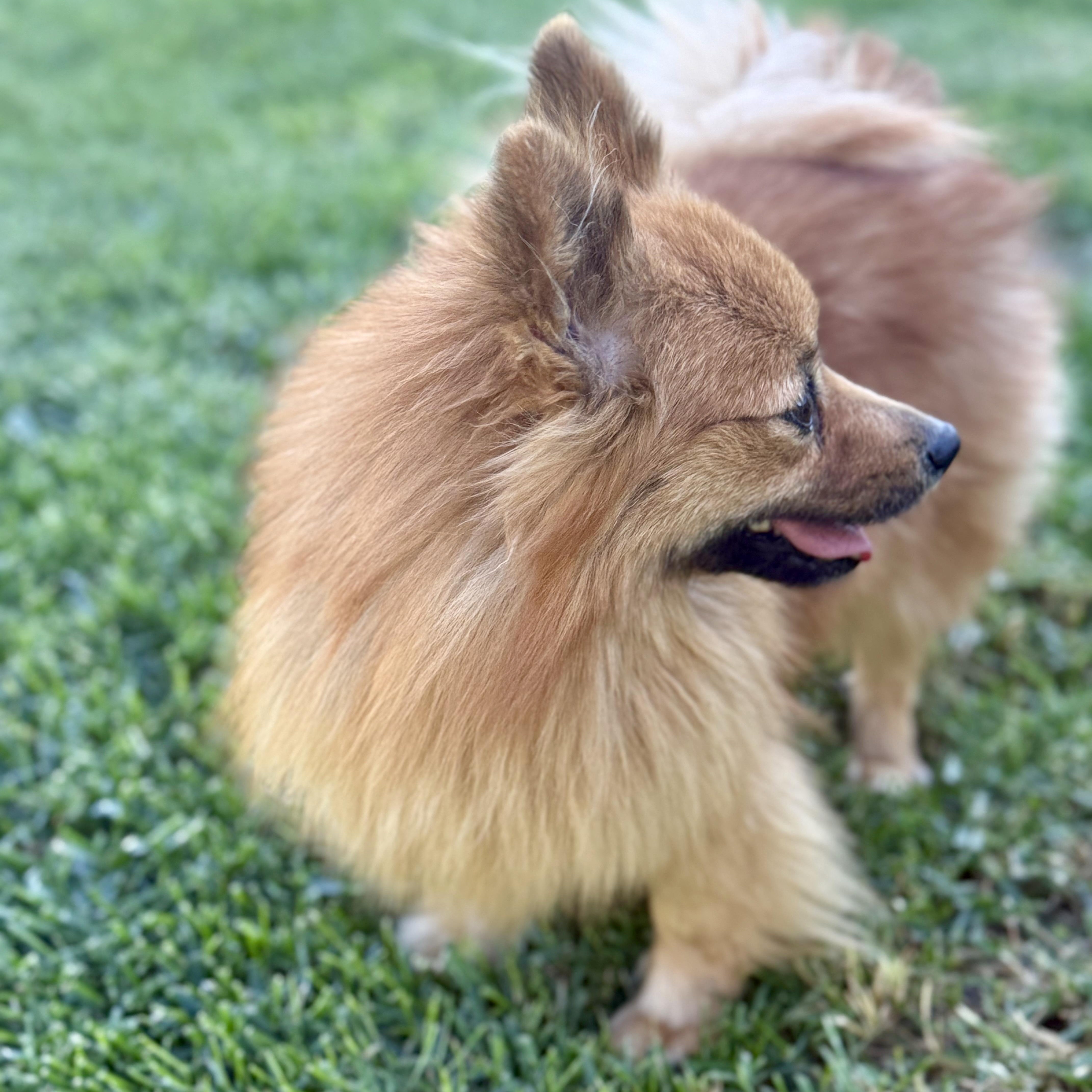 Enlarge Ginger, a ADOPTABLE Pomeranian in modesto, CA image 4/6