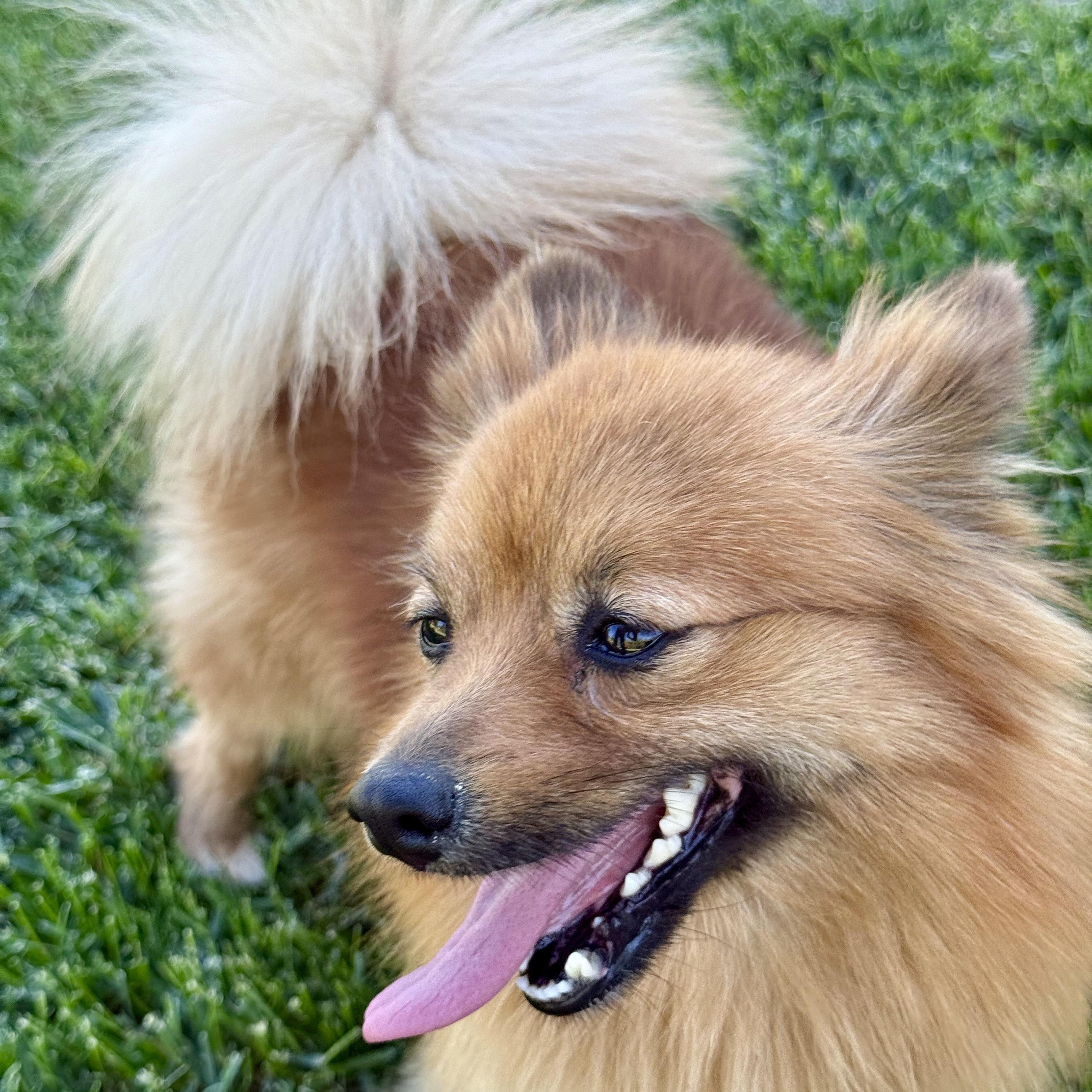 Enlarge Ginger, a ADOPTABLE Pomeranian in modesto, CA image 5/6