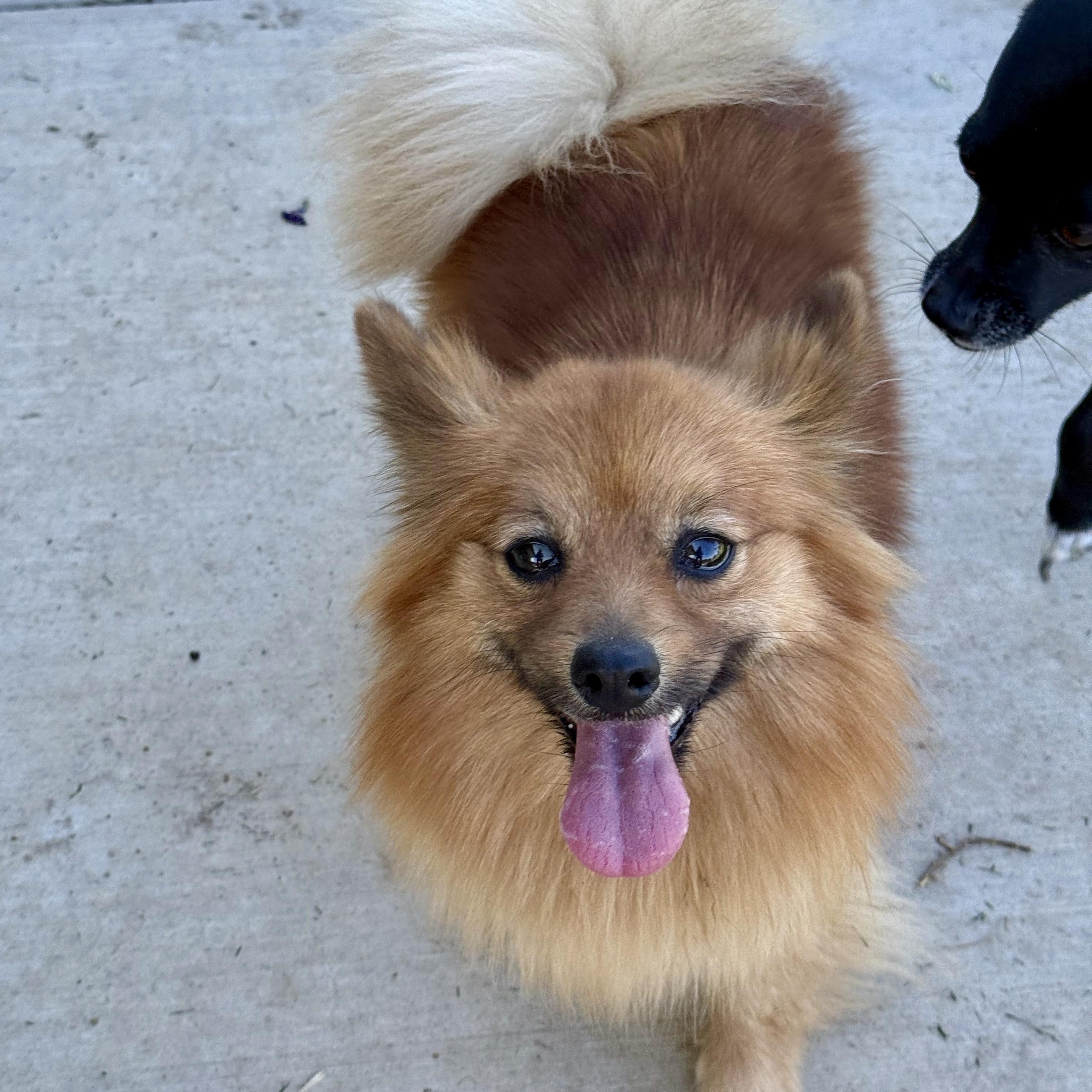 Enlarge Ginger, a ADOPTABLE Pomeranian in modesto, CA image 6/6