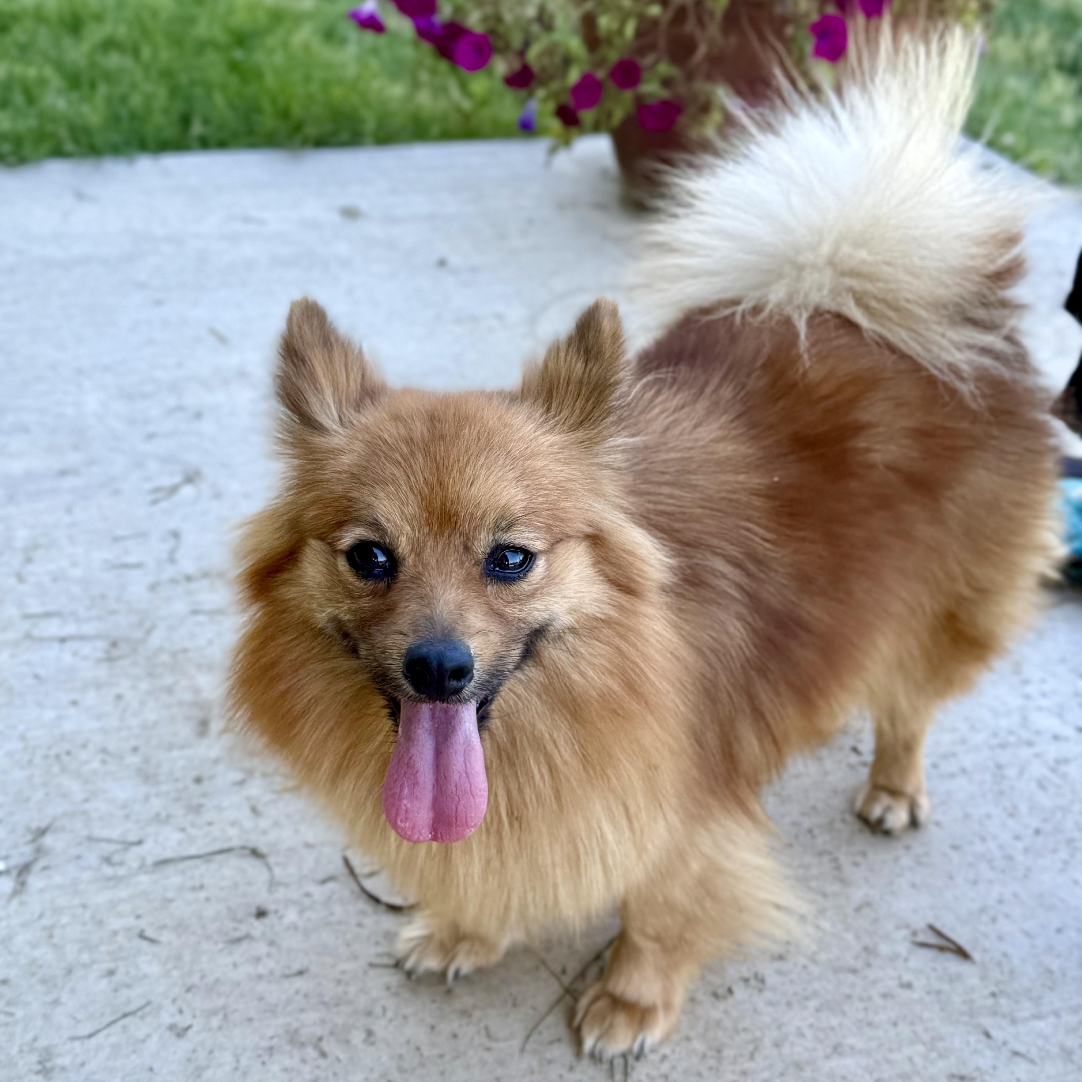 Enlarge Ginger, a ADOPTABLE Pomeranian in modesto, CA image 2/6
