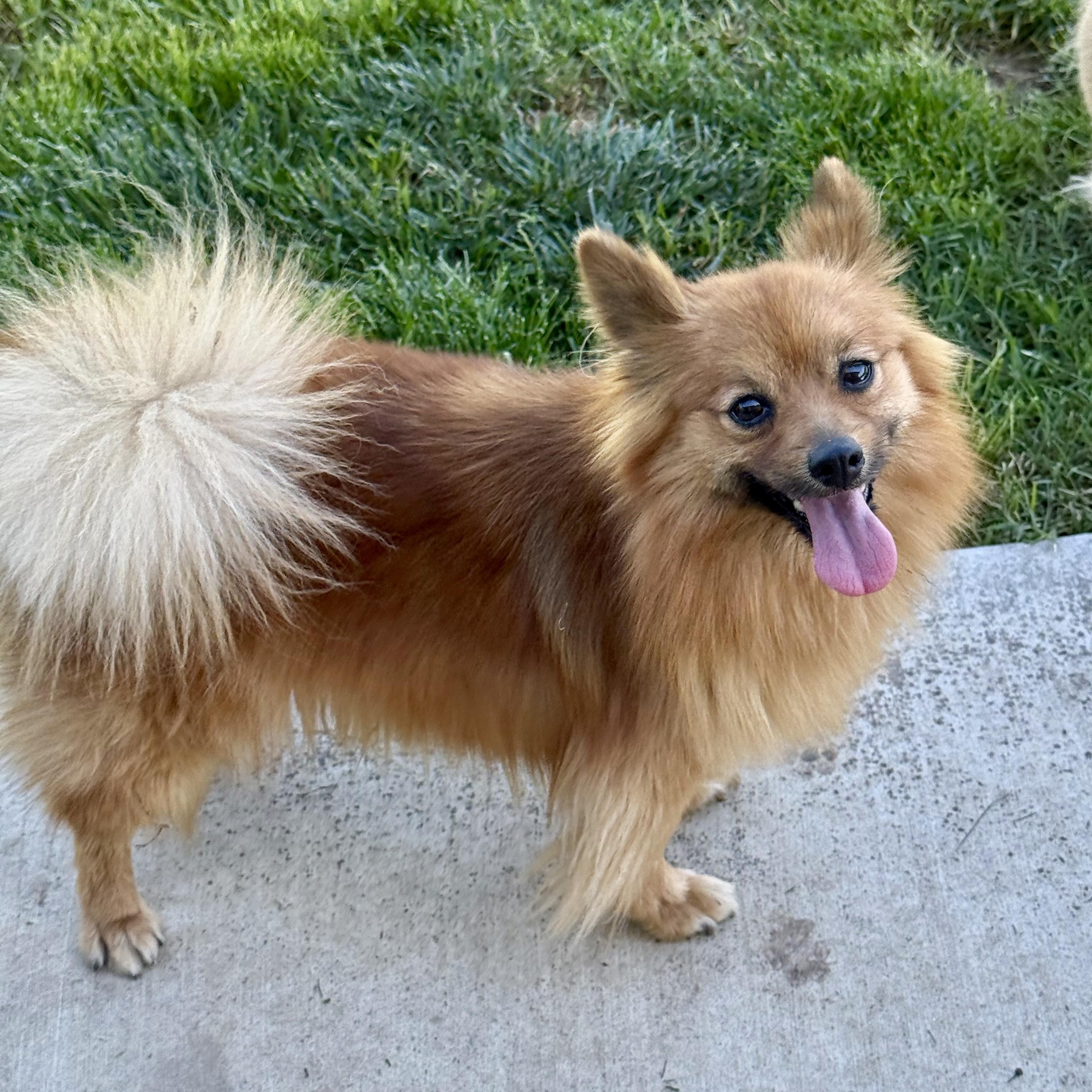 Enlarge Ginger, a ADOPTABLE Pomeranian in modesto, CA image 1/6