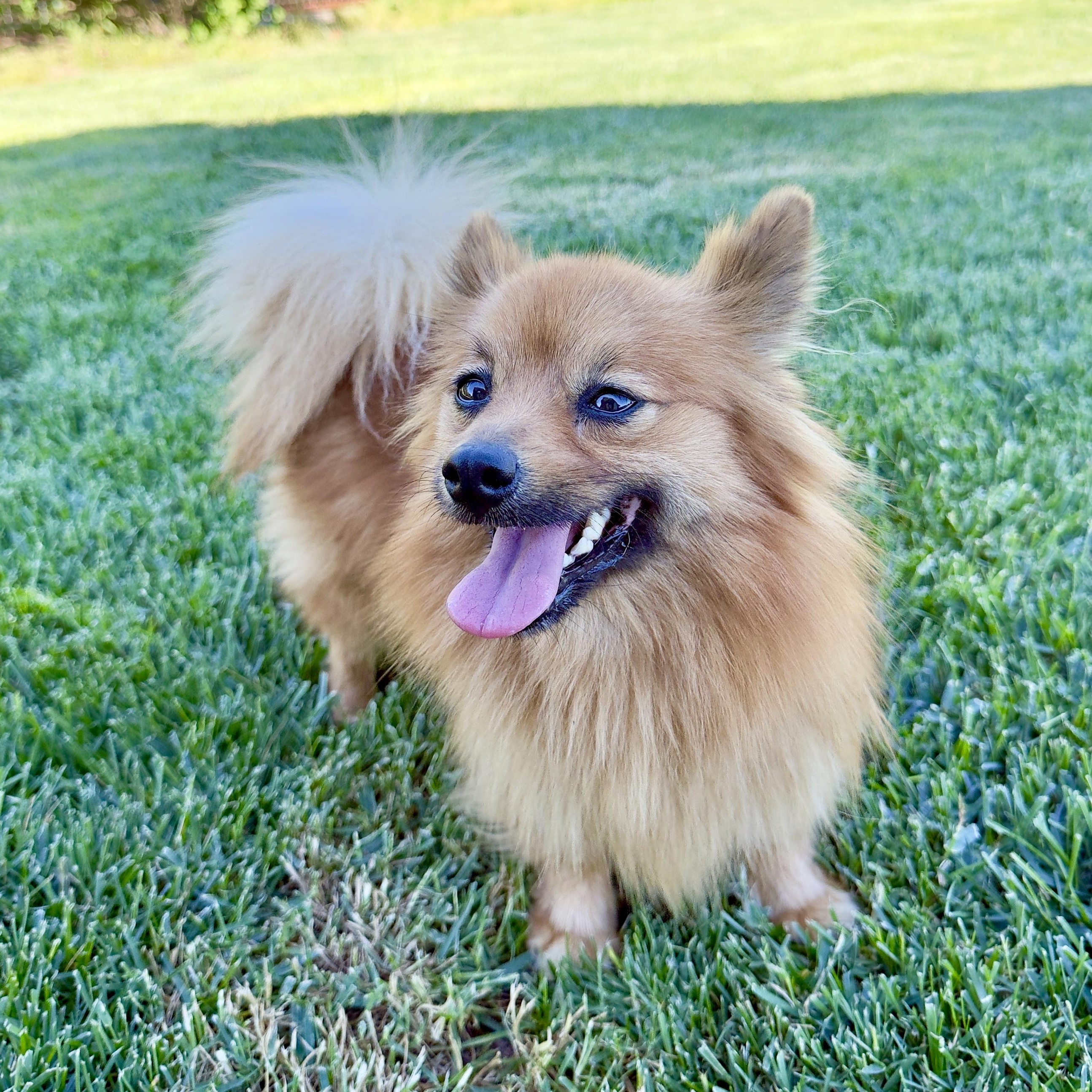 Enlarge Ginger, a ADOPTABLE Pomeranian in modesto, CA image 3/6