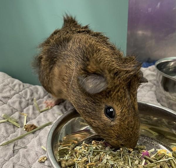 Nico, Adoptable, Young Male Guinea Pig.