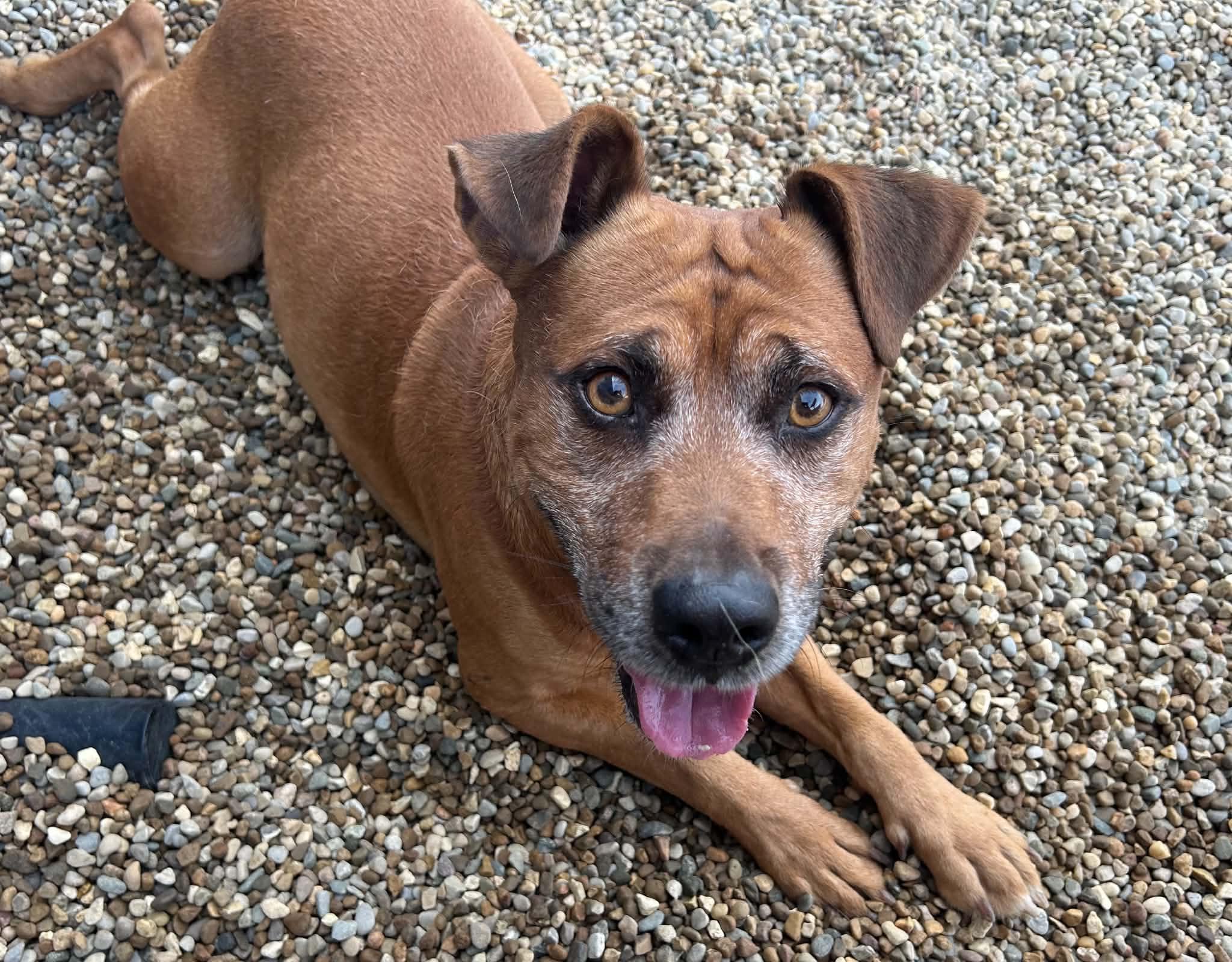 Enlarge Hermin, a Adoptable mixed breed in Kalamazoo, MI image 2/6