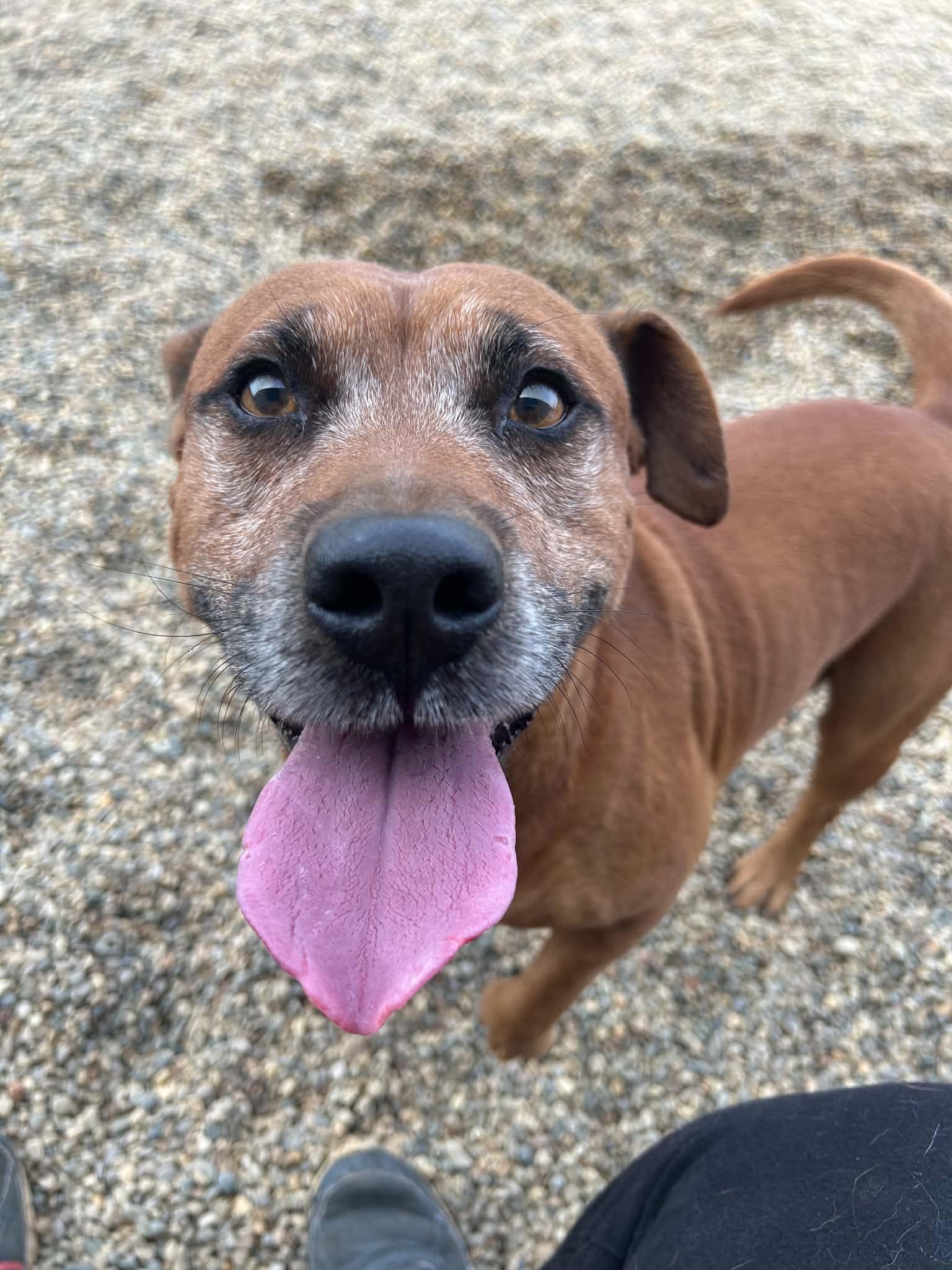 Enlarge Hermin, a Adoptable mixed breed in Kalamazoo, MI image 5/6