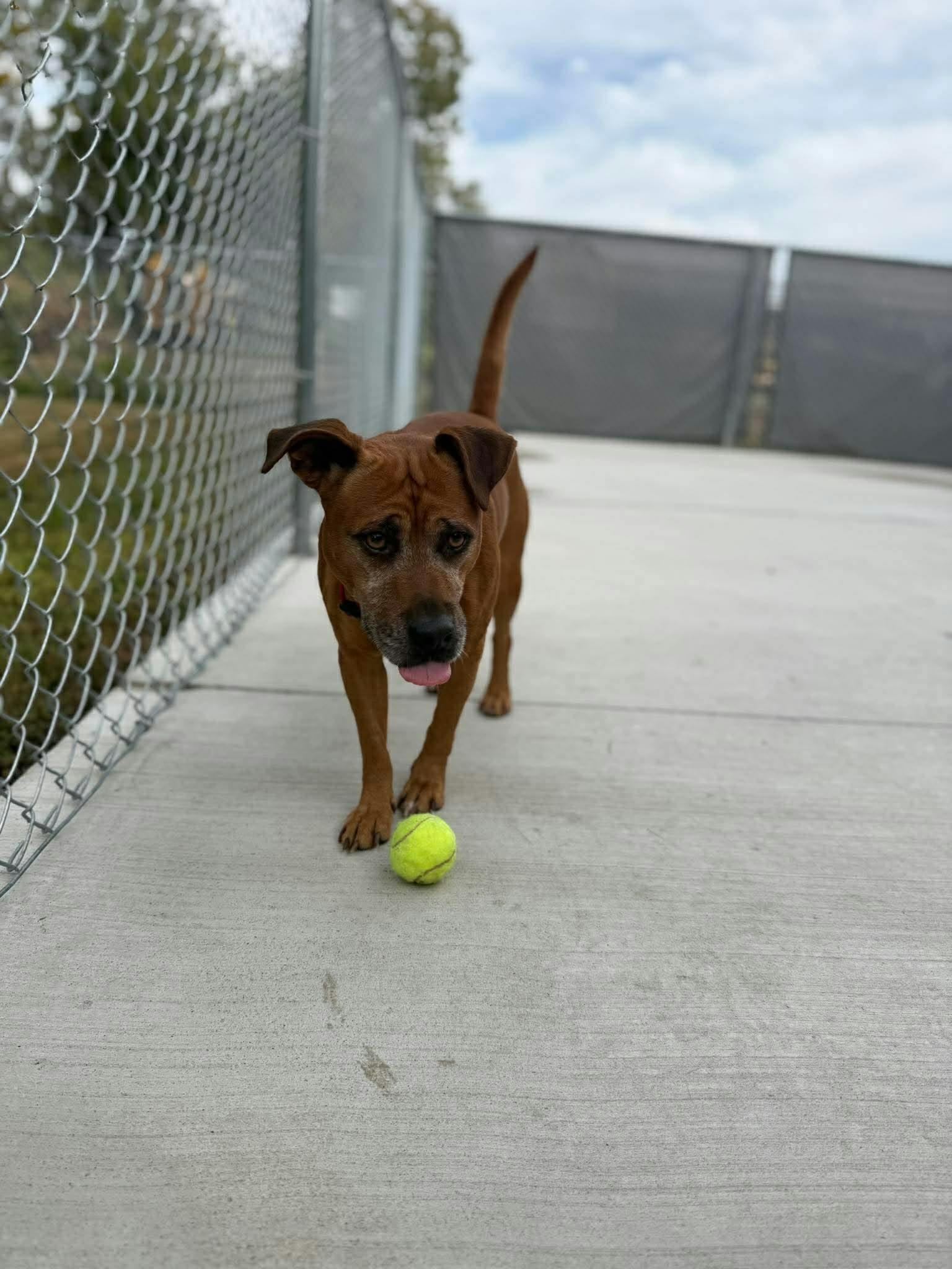 Enlarge Hermin, a Adoptable mixed breed in Kalamazoo, MI image 3/6