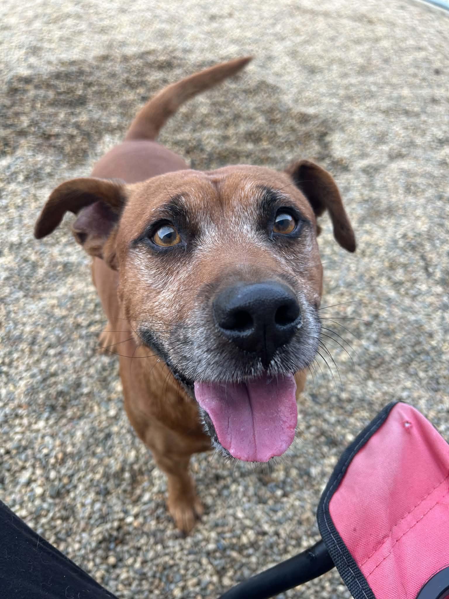 Enlarge Hermin, a Adoptable mixed breed in Kalamazoo, MI image 6/6