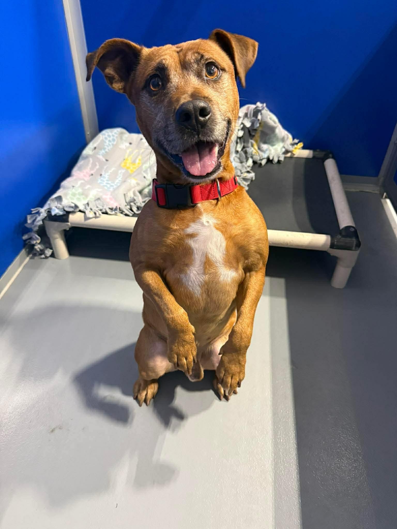 Hermin, Adoptable, Adult Male Beagle.