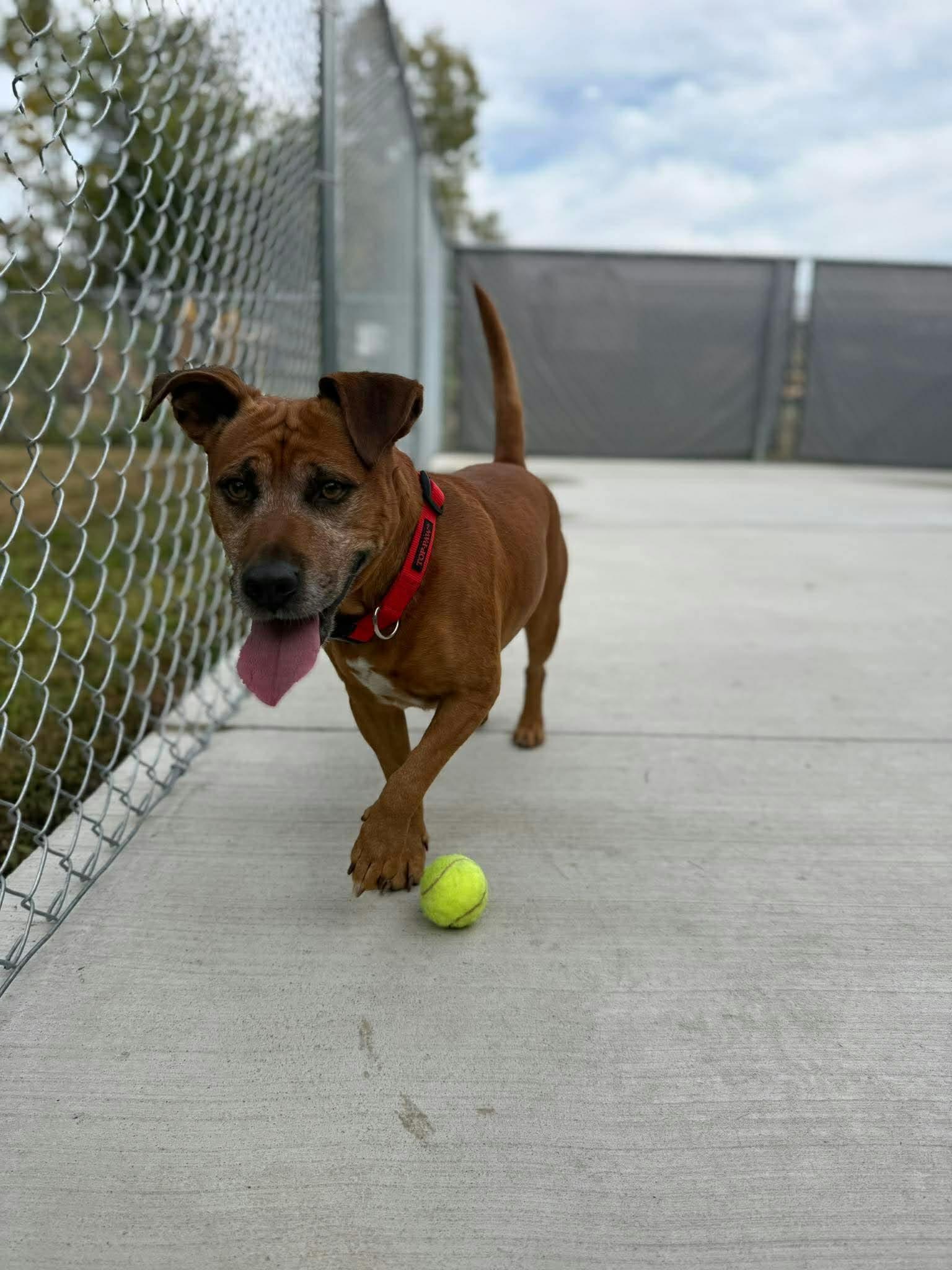 Enlarge Hermin, a Adoptable mixed breed in Kalamazoo, MI image 4/6