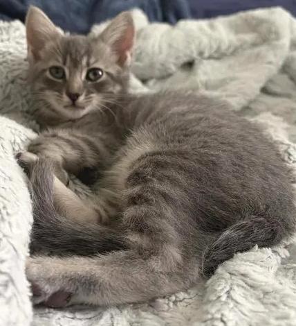 Gabriella, adopted, Kitten Female Domestic Short Hair.